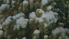 Porites deformis