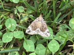 Hypena abalienalis