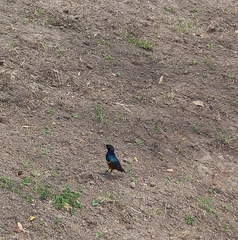 Lamprotornis superbus