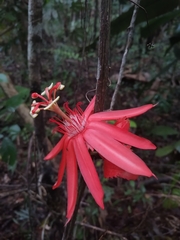 Passiflora involucrata