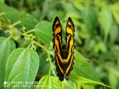 Athyma nefte subrata
