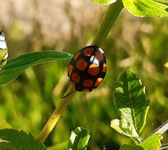 Botanochara decempustulata