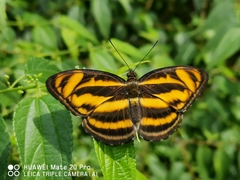 Athyma nefte subrata