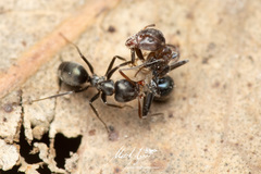 Iridomyrmex suchieri