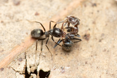 Iridomyrmex suchieri
