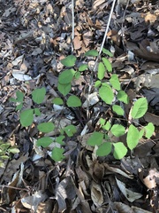 Ligusticum canadense