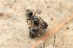 Iridomyrmex suchieri
