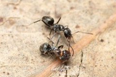 Iridomyrmex suchieri