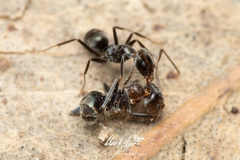 Iridomyrmex suchieri