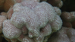 Porites deformis