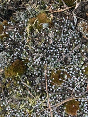 Mannia fragrans