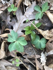 Sanicula smallii