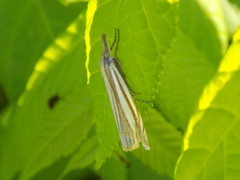 Crambus laqueatellus