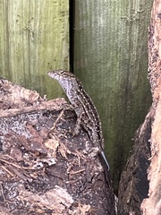Anolis sagrei