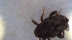 Hypurus bertrandi