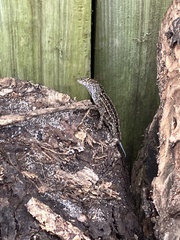 Anolis sagrei