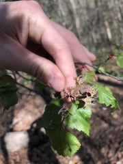 Crataegus intricata
