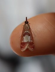 Syntonarcha vulnerata