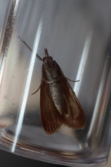 Syntonarcha vulnerata