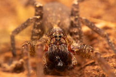 Centroctenus brevipes