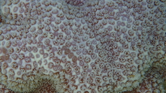 Porites deformis