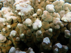 Porites deformis