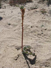 Trachyandra tortilis