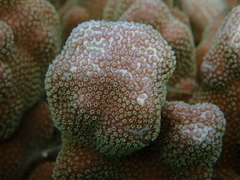 Porites deformis