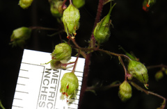Heuchera richardsonii