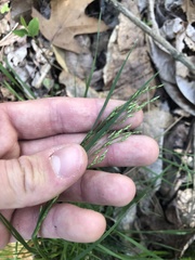 Poa autumnalis