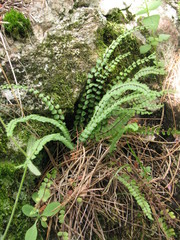Asplenium trichomanes