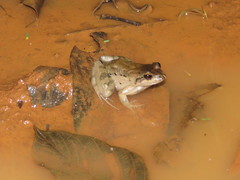 Leptodactylus leptodactyloides