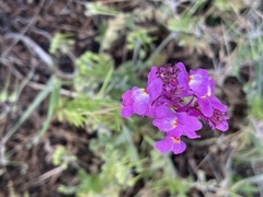 Linaria maroccana