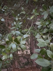 Ilex vomitoria