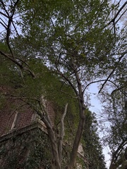 Ilex vomitoria