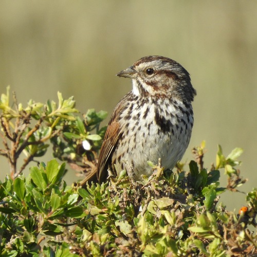 Samuels's Song Sparrow