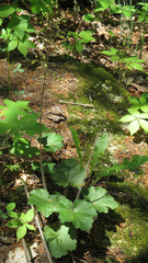 Heuchera richardsonii