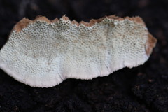 Oxychaete cervinogilva