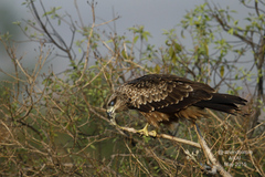 Milvus migrans