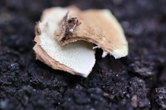 Oxychaete cervinogilva