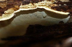 Oxychaete cervinogilva