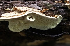 Oxychaete cervinogilva