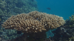 Acropora tenuis