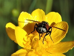 Gymnoclytia occidentalis