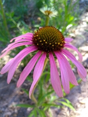 Echinacea simulata