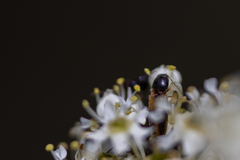 Tetralimonius ornatulus