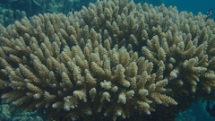 Acropora tenuis