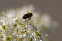 Tetralimonius ornatulus