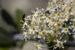 Tetralimonius ornatulus