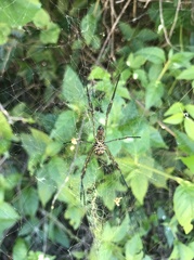 Trichonephila clavipes